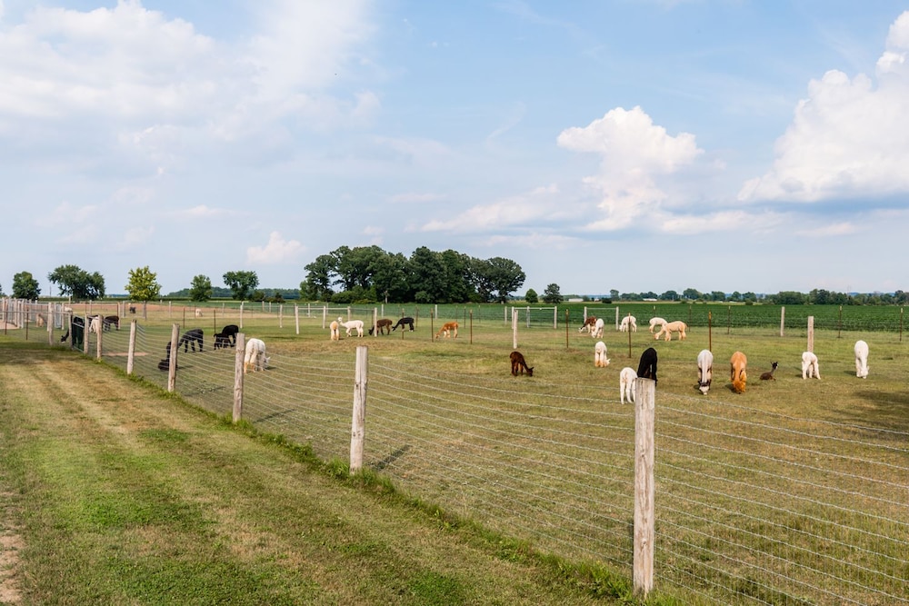 Sabamba Alpaca Ranch 6/11
