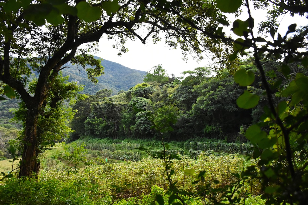 Mahoora Tented Safari Camp - Sinharaja 15/31