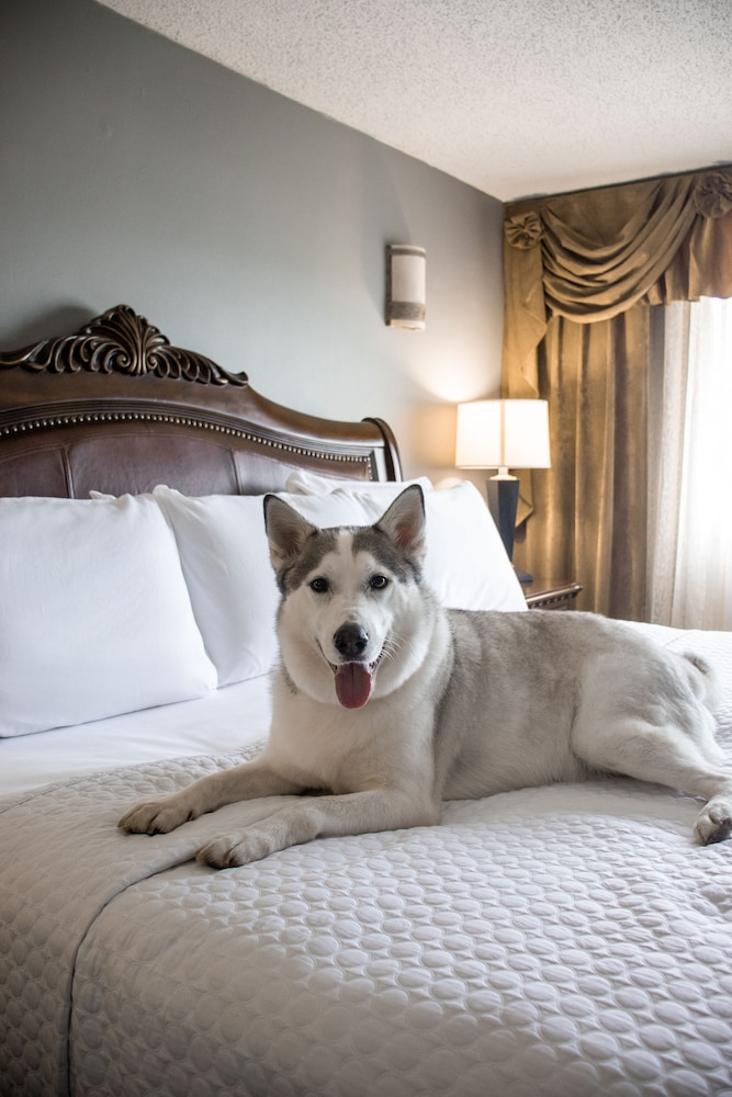 Wyndham Houston near NRG Park/Medical Center 11/56