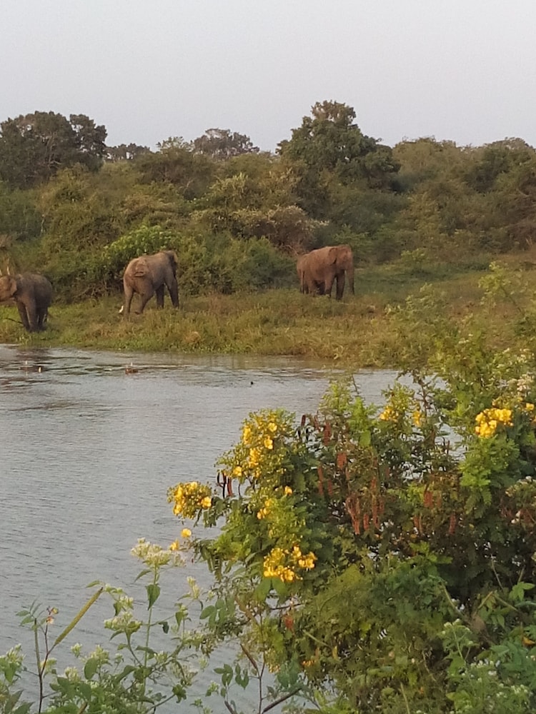 Jungle House Yala 29/50