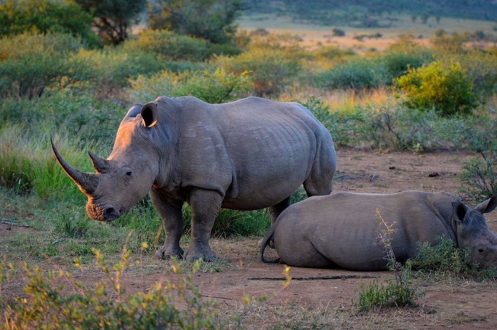 Lush Private Game Lodge 36/50
