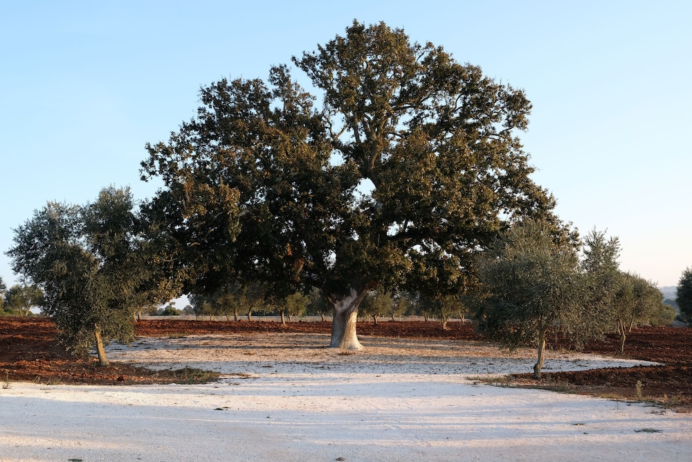 MASSERIA GRIECO 53/60