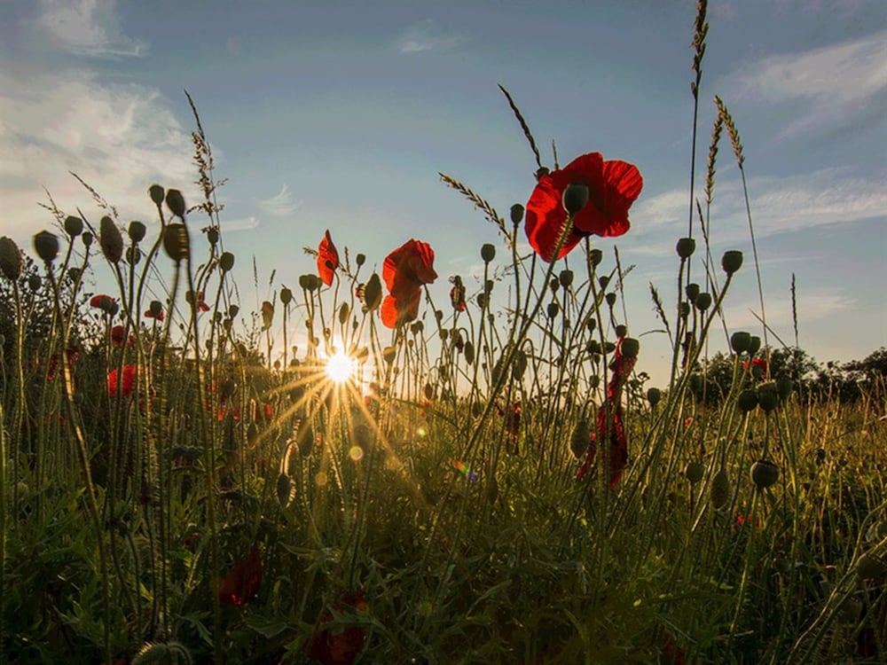 Hay Meadow Farm 36/50