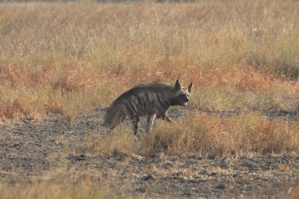 The Blackbuck Trails, VELAVADAR 25/49