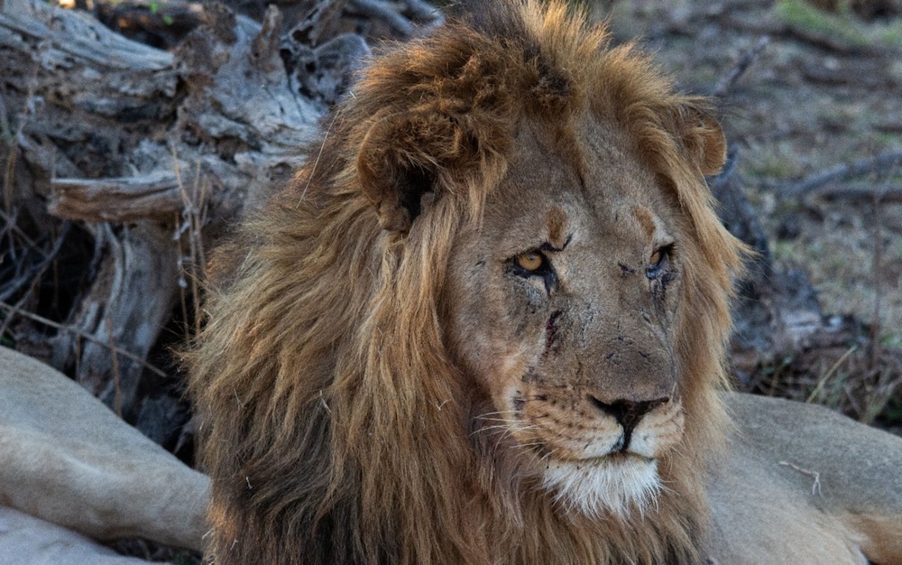 Motswiri Private Safari Lodge 22/67