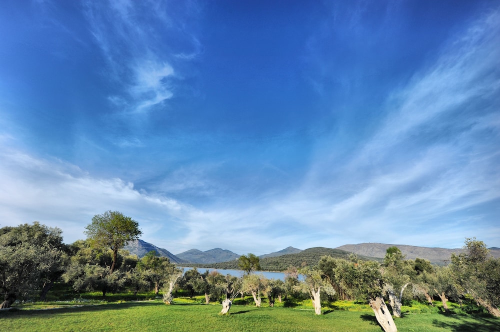 Gera's Olive Grove 40/50
