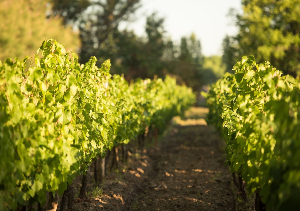 Postales Boutique WIne Hotels - Valle de Uco 44/50