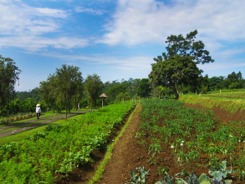 Bagus Agro Pelaga 52/61