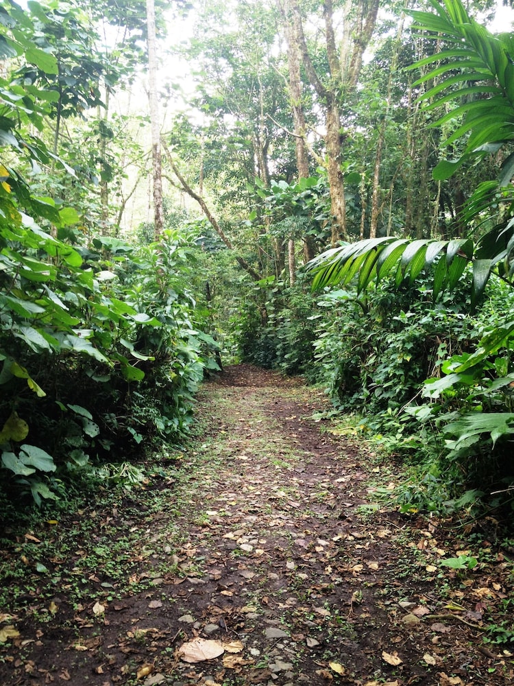 Bosque de Paz Lodge y Reserva Biologica 4/58