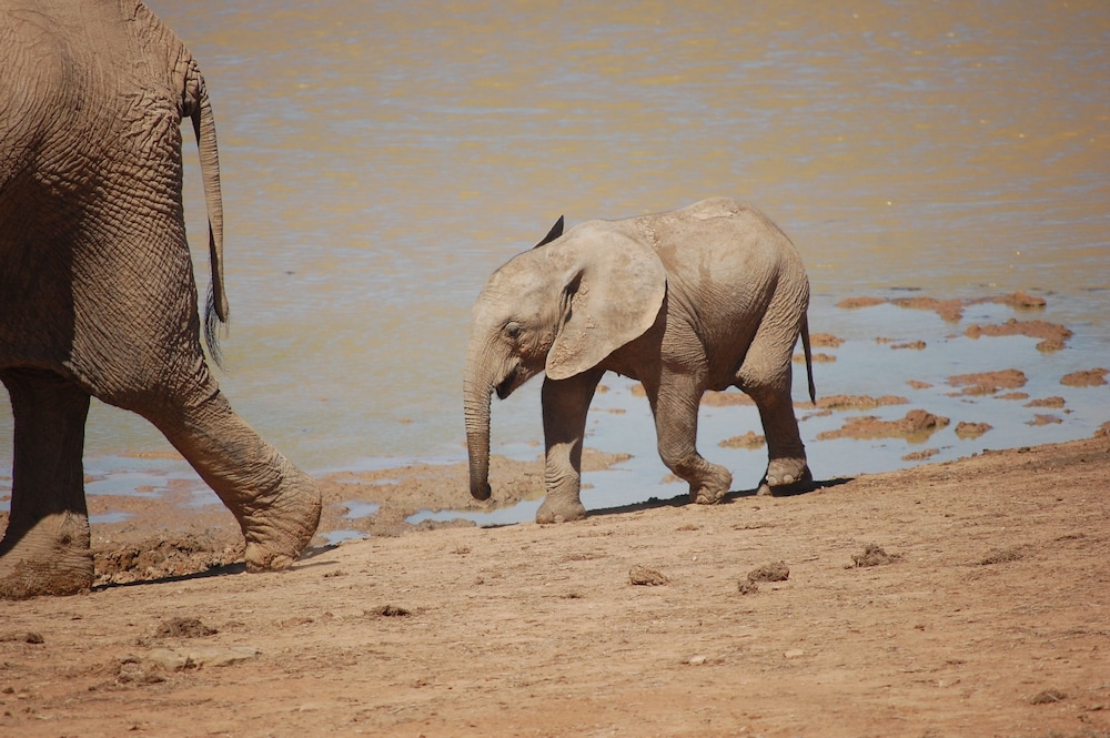 Gorah Elephant Camp 26/50