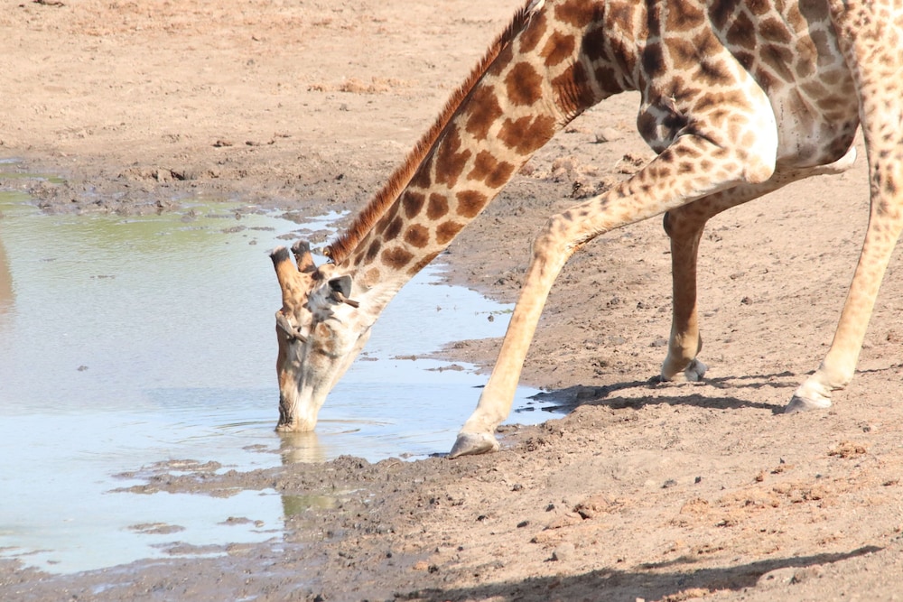 Phelwana Game Lodge 43/50