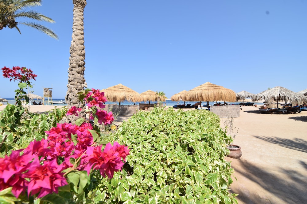 Sharm El Naga Resort and Diving Center 31/37