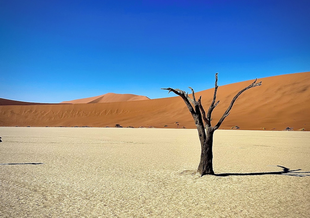 The Desert Grace, Gondwana Collection Namibia (PTY 49/58