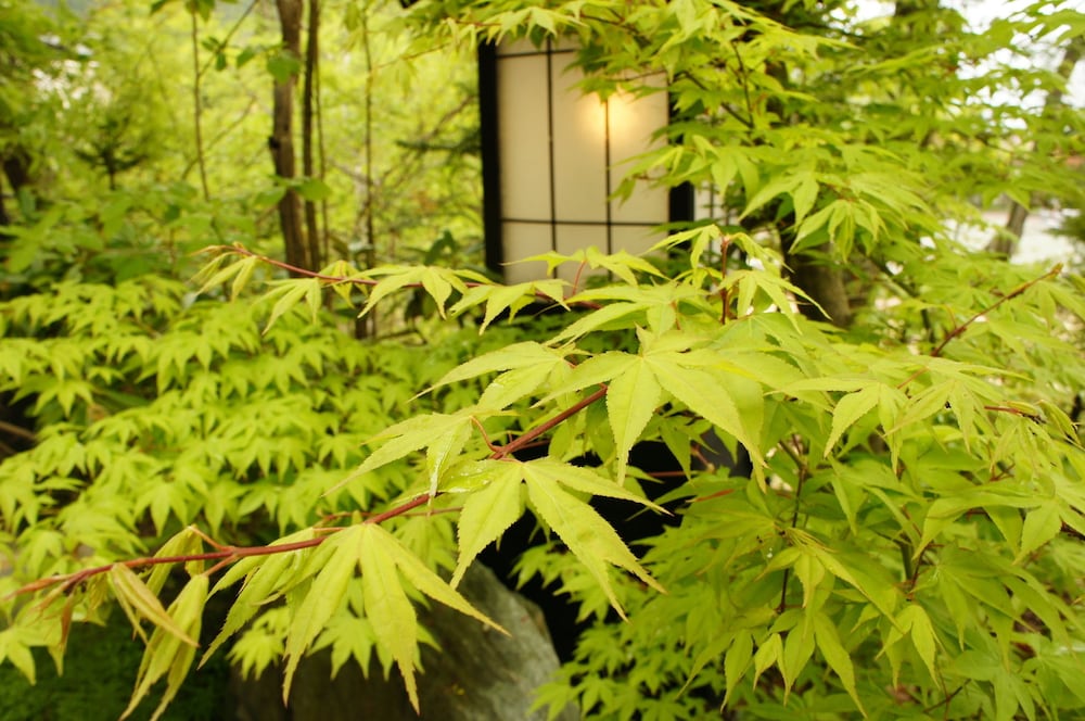 Kakurean Hidaji - Adults Only 56/64