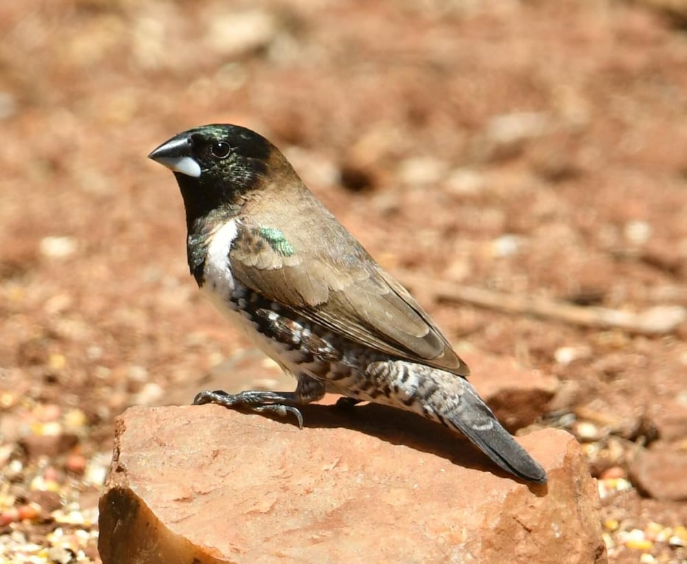 Bona Ngwenya Lodge 15/45