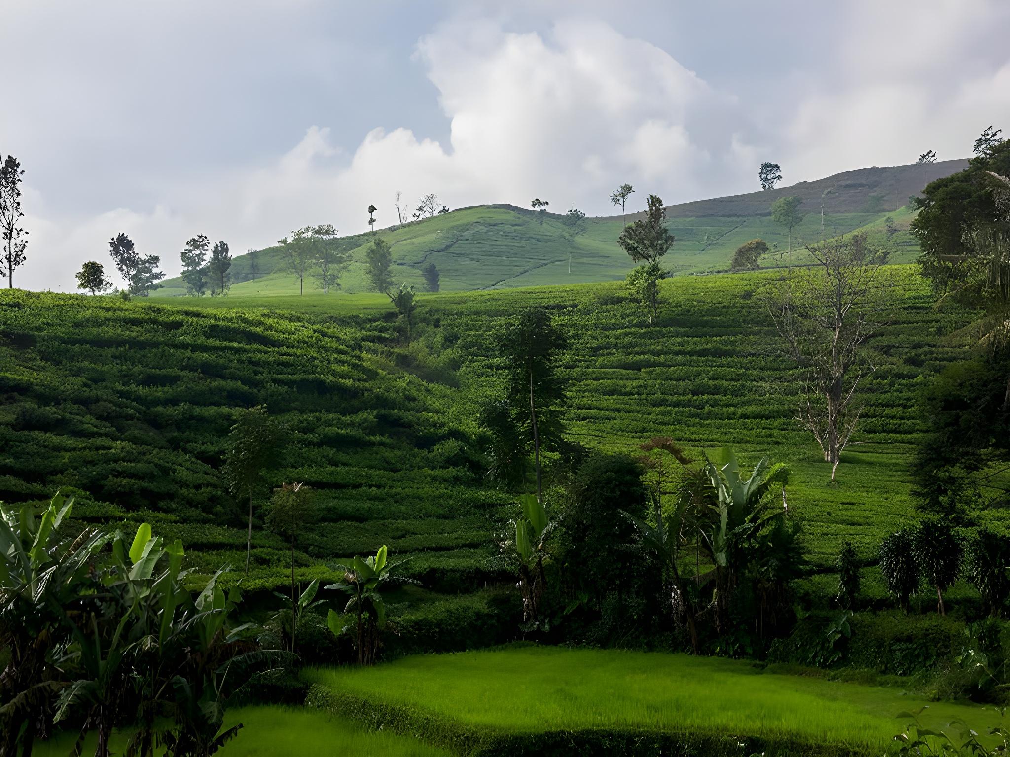 TEA GARDEN RESORT 33/46