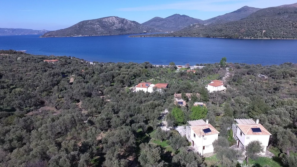 Gera's Olive Grove 37/50