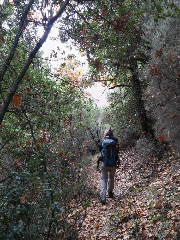 Foresta in Medias Mores 45/50