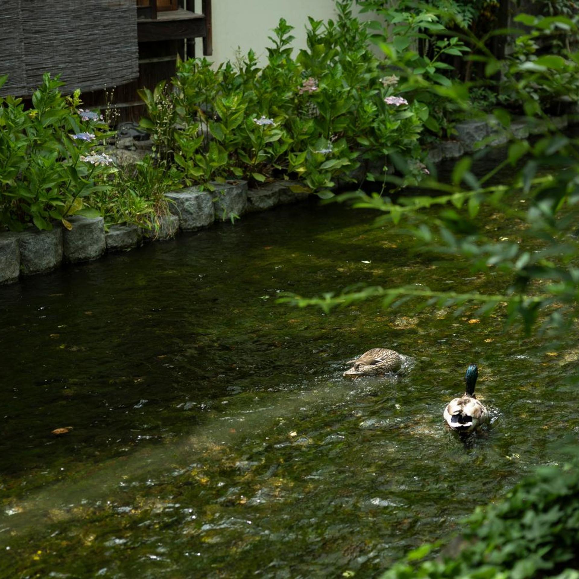 Soyo-ne kyoto sanjo 43/47