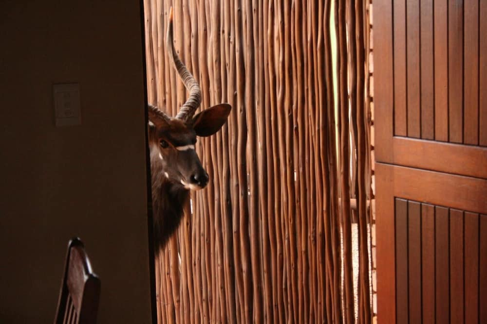 Makhato 84 Bush Lodge 15/45