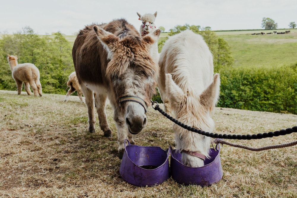 Smeaton Farm - B&amp;B 23/32