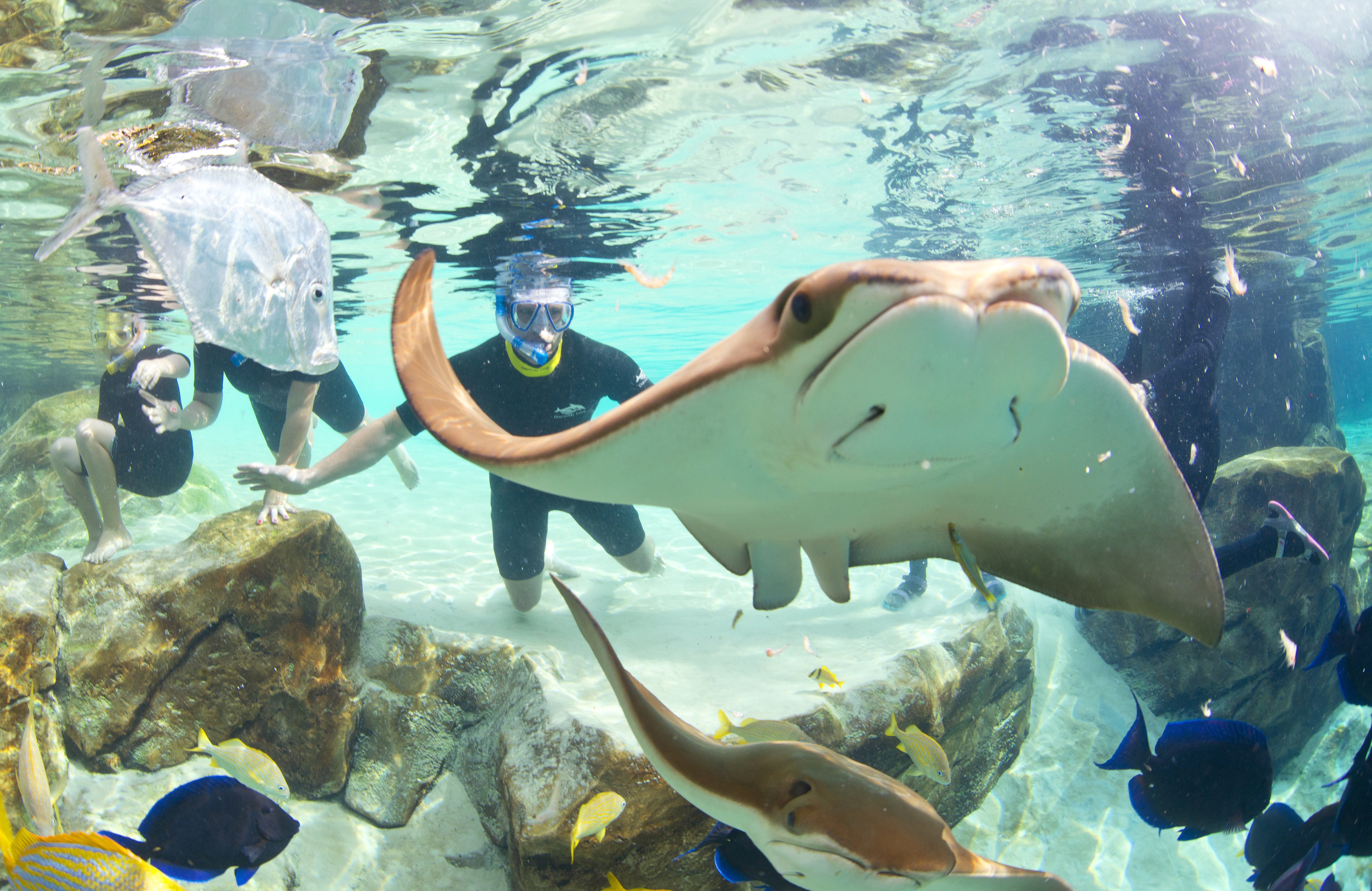 Staybridge Suites Orlando At Seaworld 43/50
