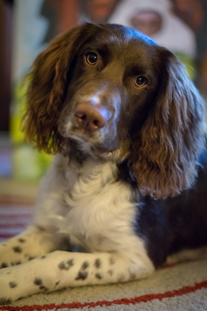 Kingsley Edinburgh 27/43