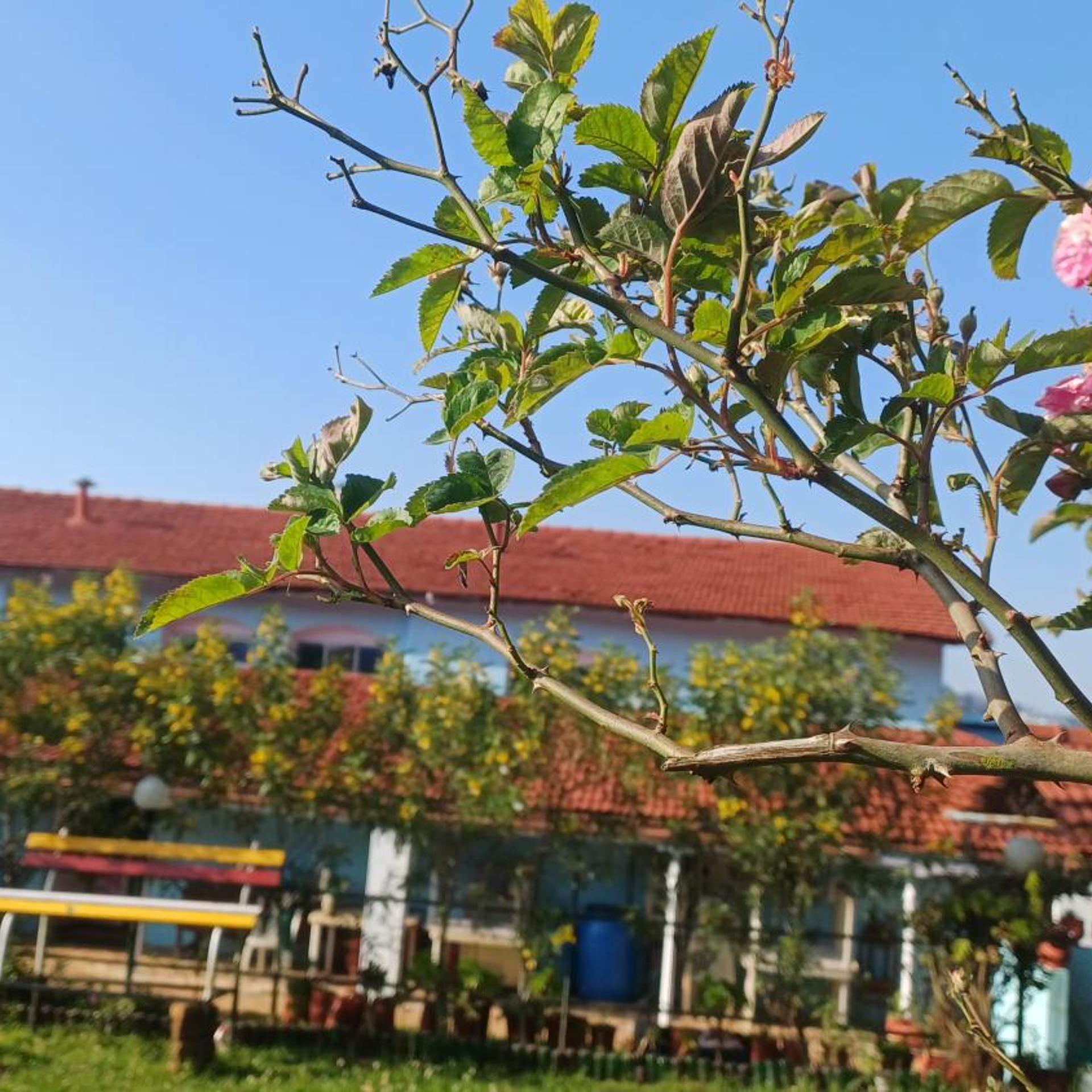 British Cliff Club Resort 8/45