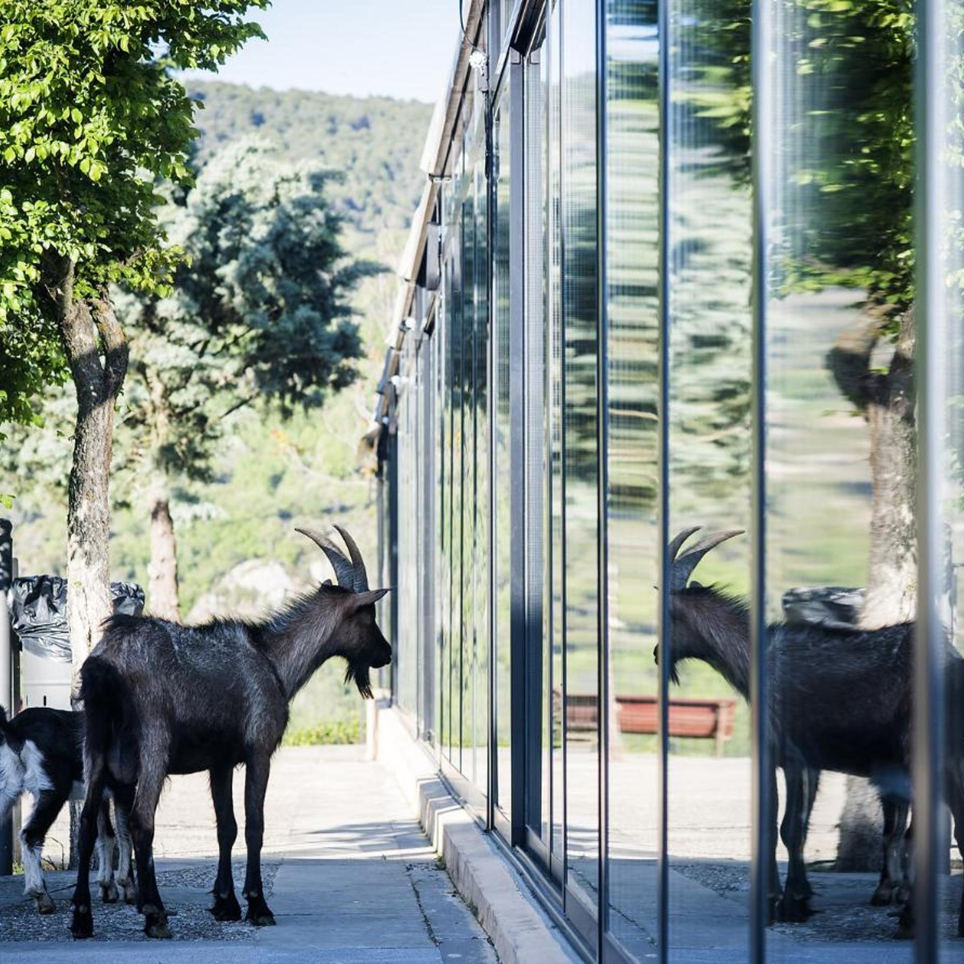 Ligüerre Resort 42/43