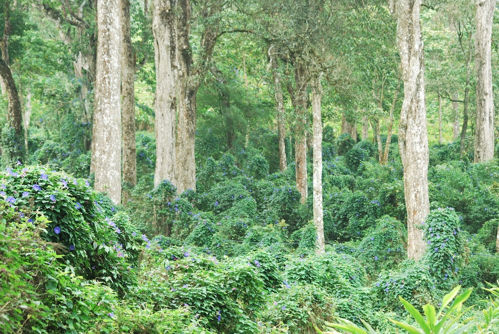 GREEN SPACES MUNNAR 41/52