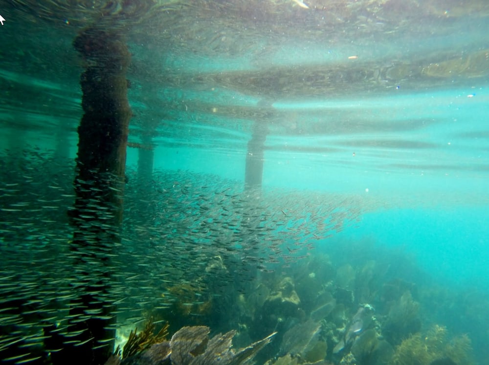 Hatchet Caye Resort 31/50