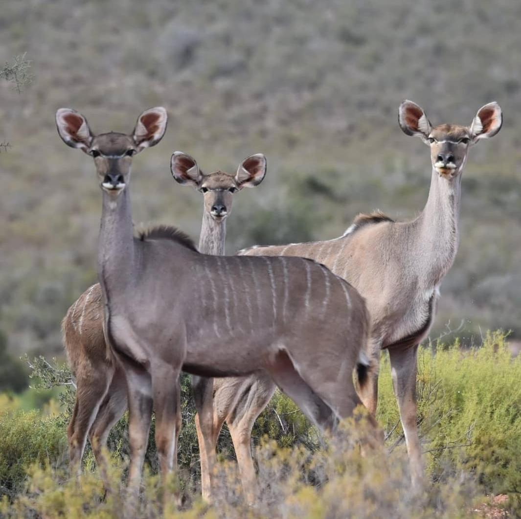 African Game Lodge 42/50