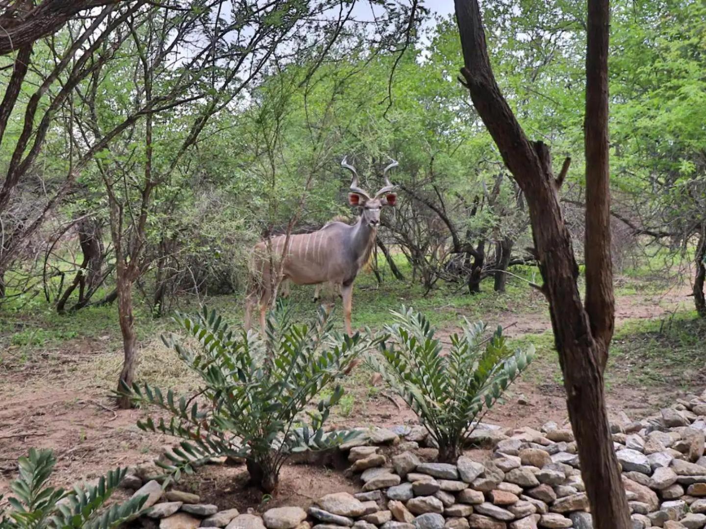 Kruger Nights 17/23