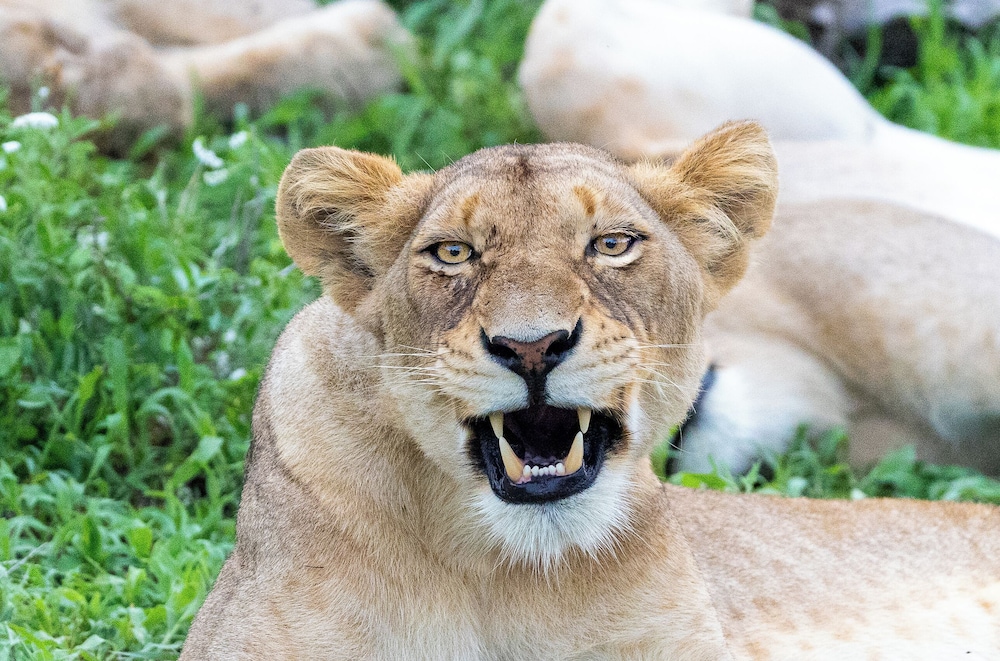 Tangala Safari Camp 16/50