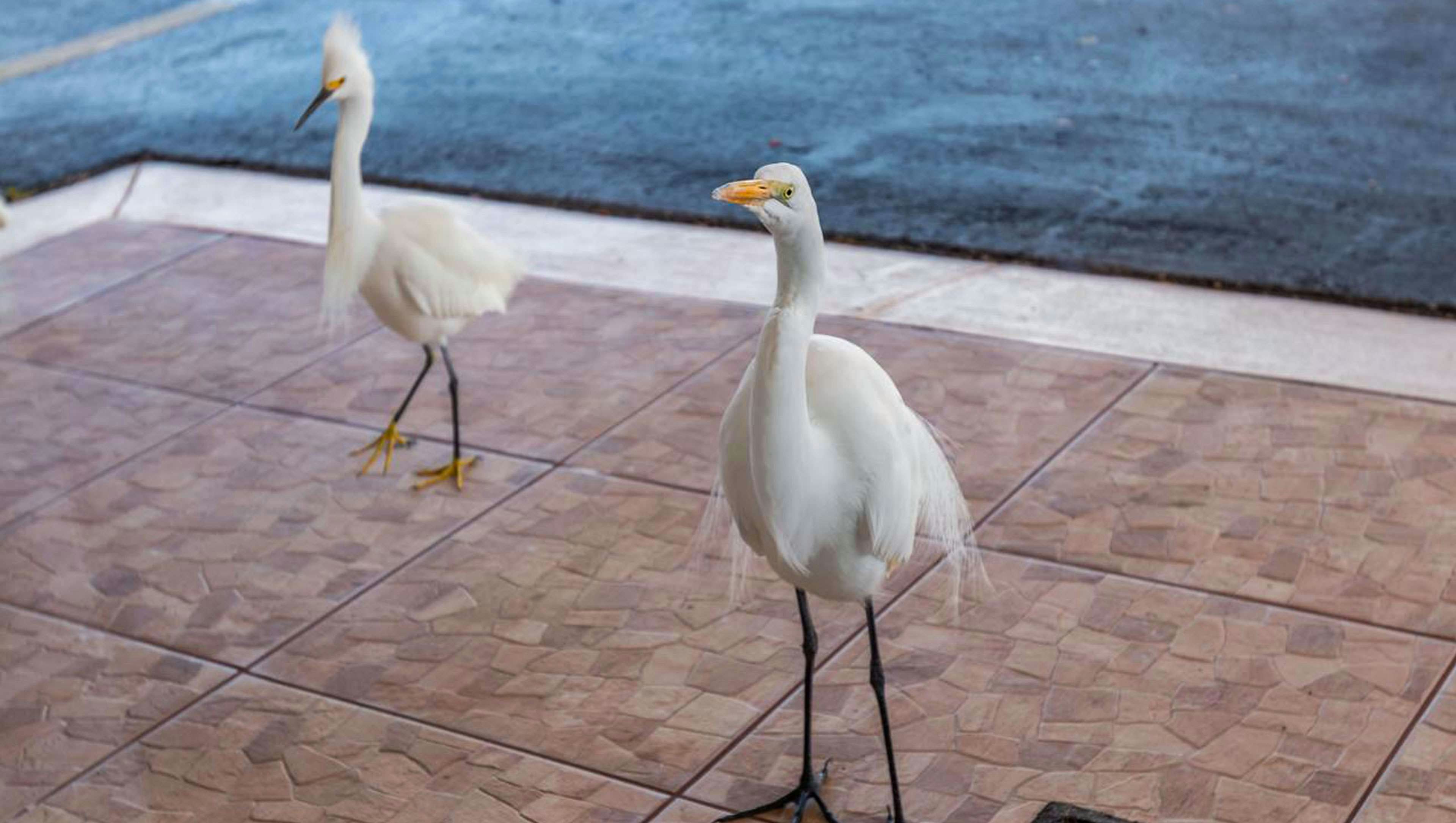 Belleair Beach Resort Motel 21/45