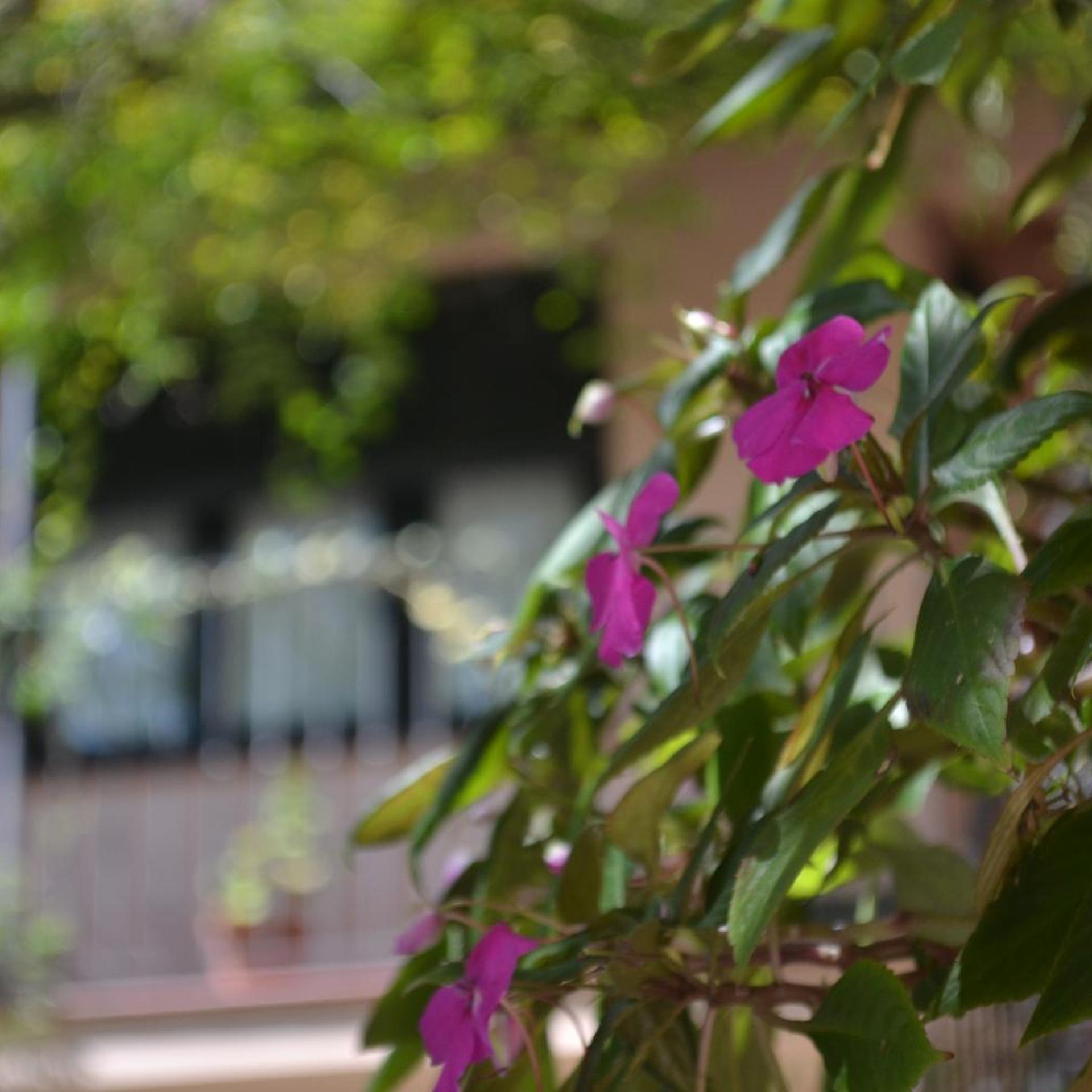 POSADA DE LA FLOR 41/50