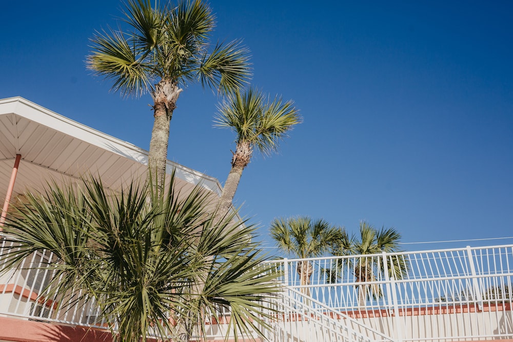 The Local - St. Augustine 35/41