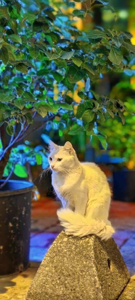 タクシム ダイヤモンド ホテル 写真4