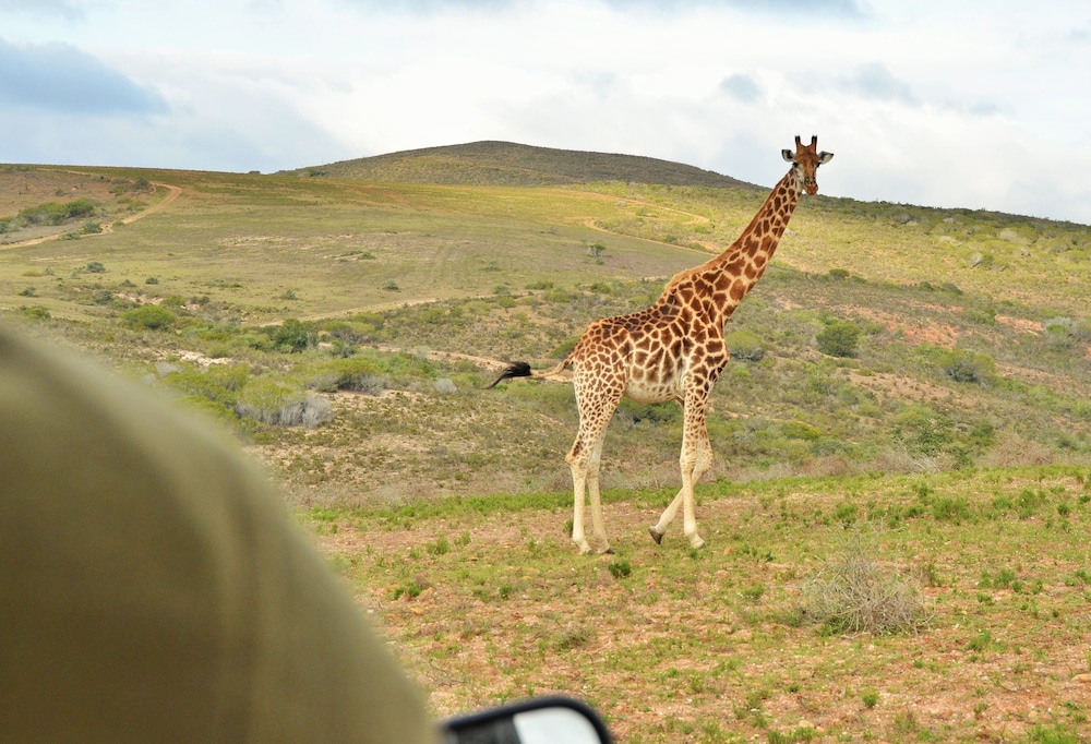 Garden Route Safari Camp 34/50