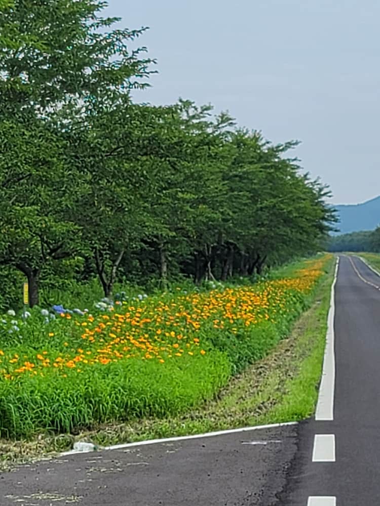Brassica Flower Pension 23/25