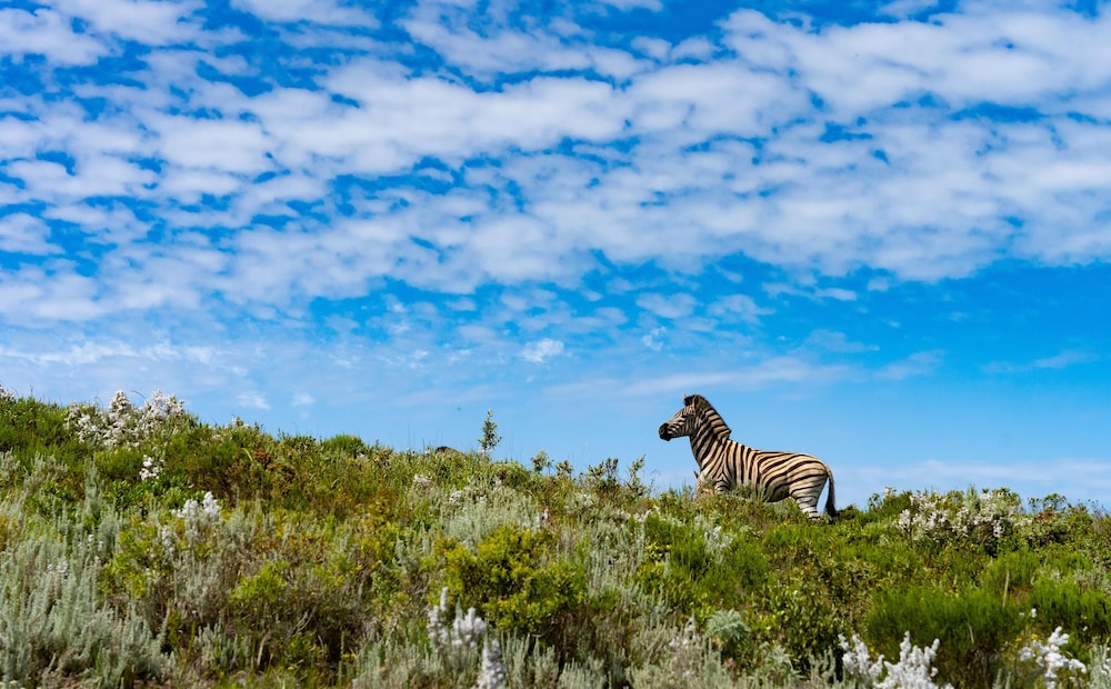 Simbavati Fynbos on Sea 12/20