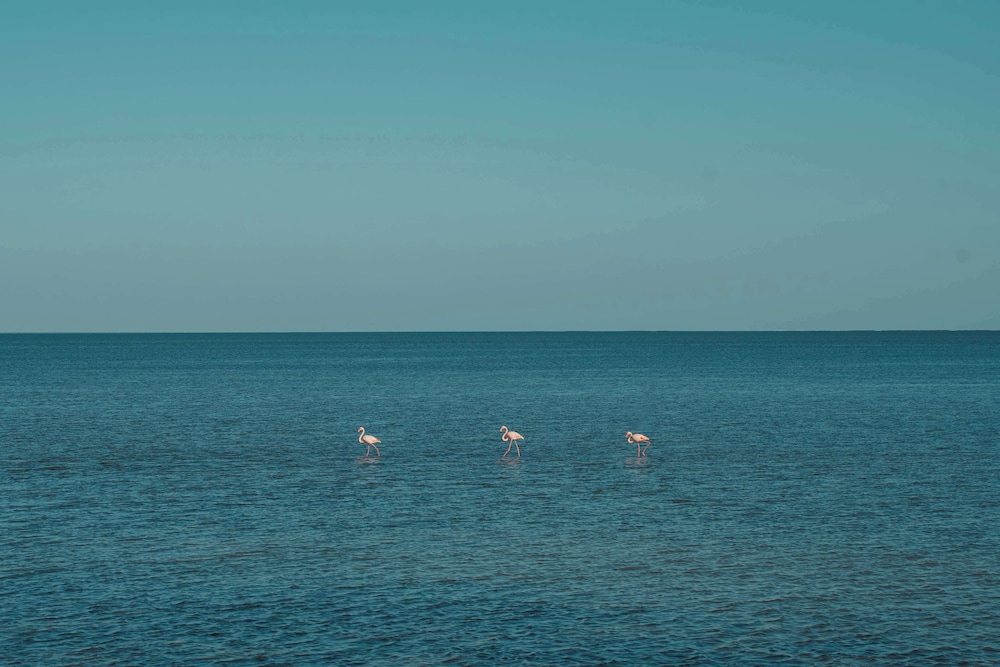Radisson Blu Palace Resort and Thalasso 73/78