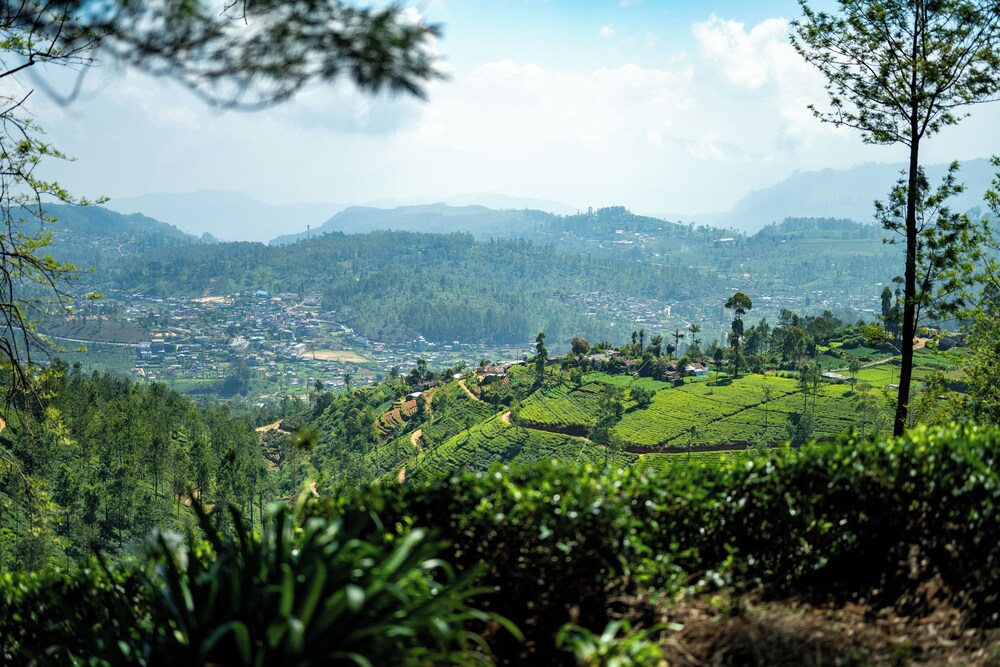 Goatfell Nuwara Eliya 43/51