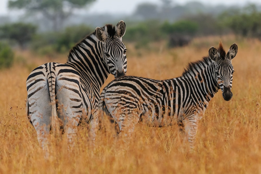 Waterberg Game Park 41/50