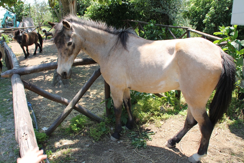 Agriturismo Piccolo Paradiso 44/74
