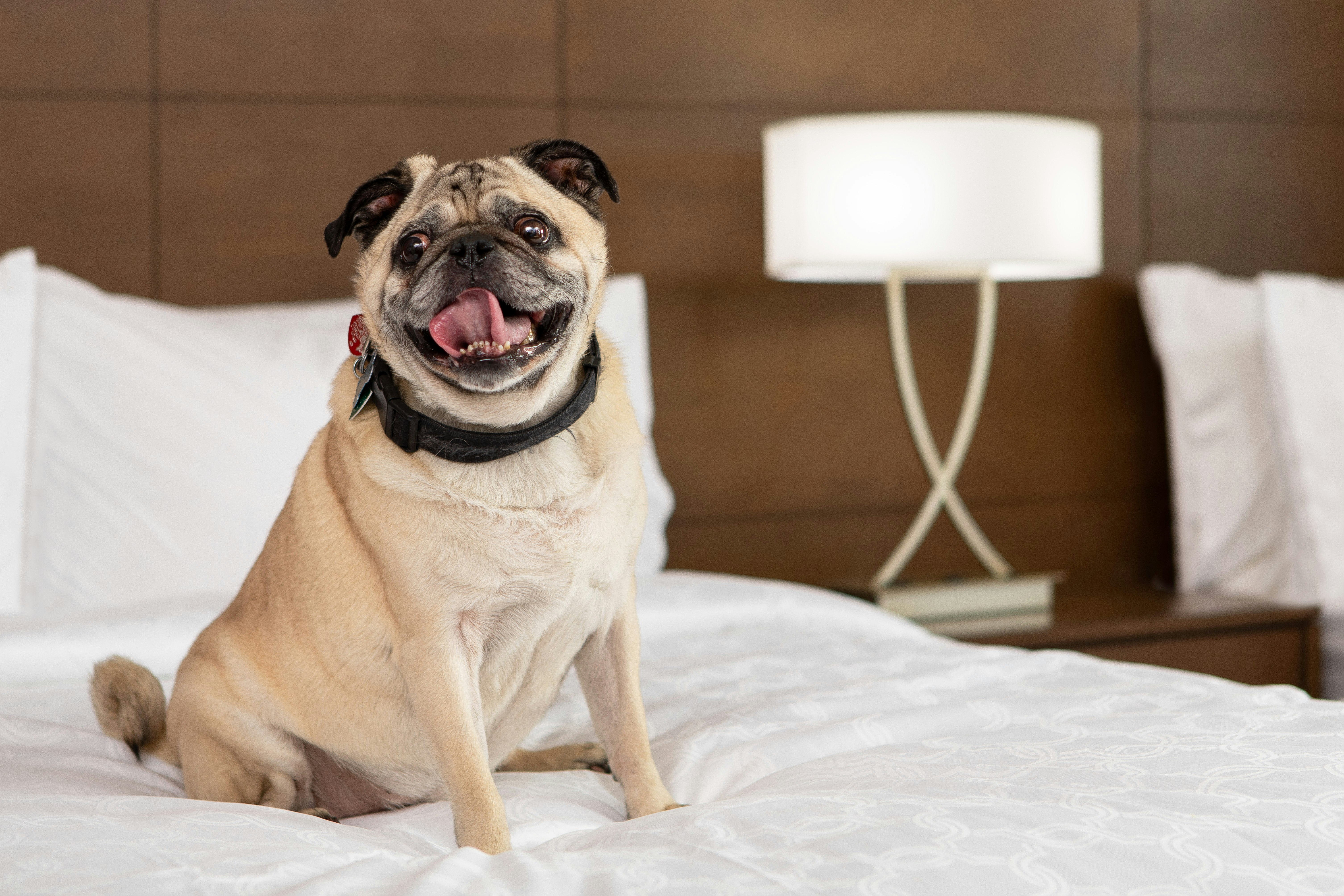 Staybridge Suites Charlottesville Airport 17/53