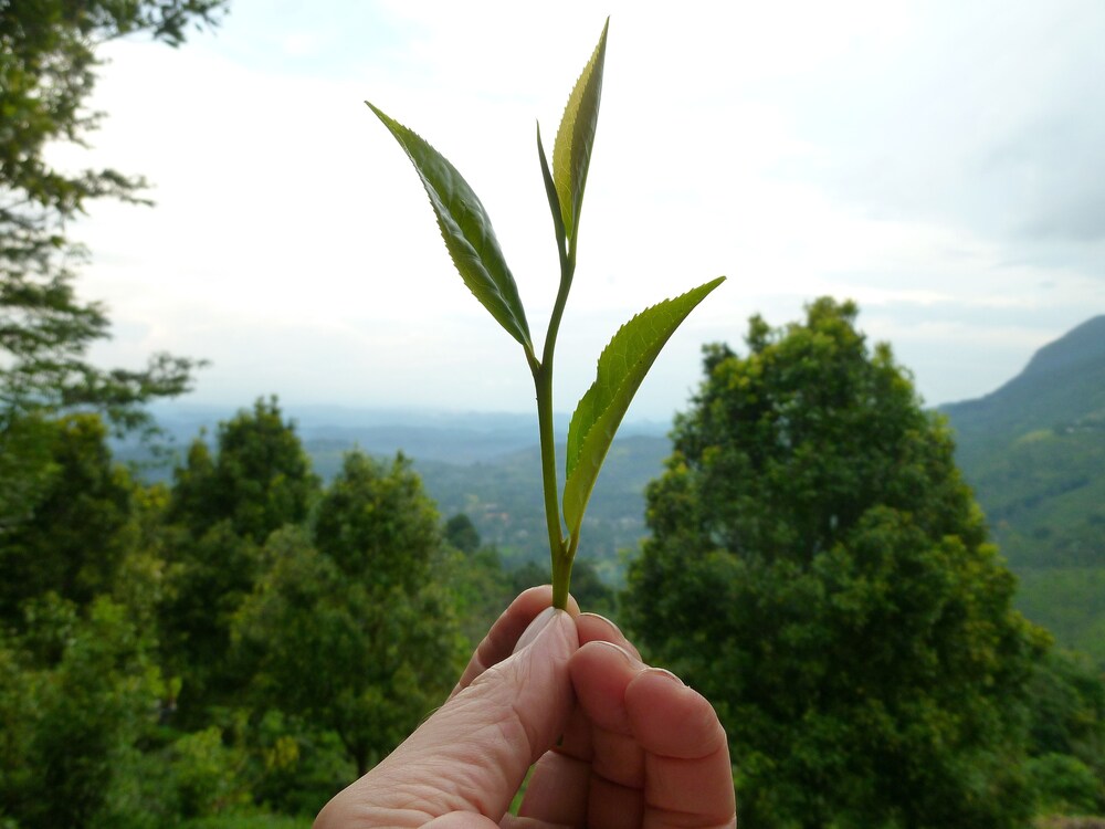 Kurulu Estate 42/50
