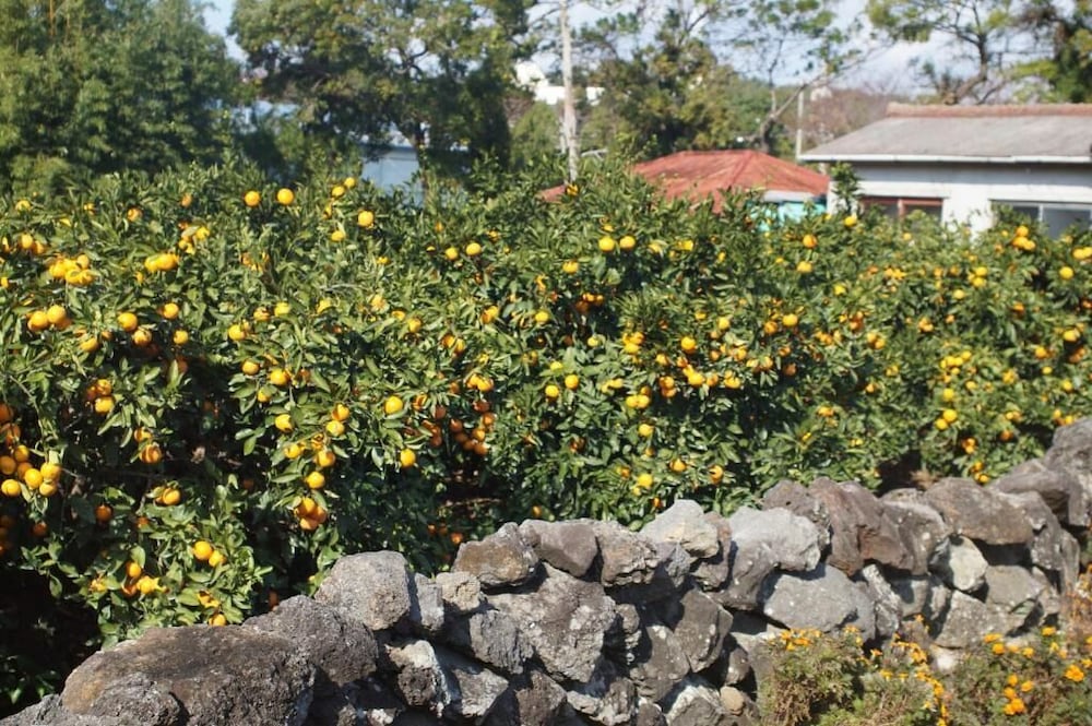 Yerae Pension 18/27