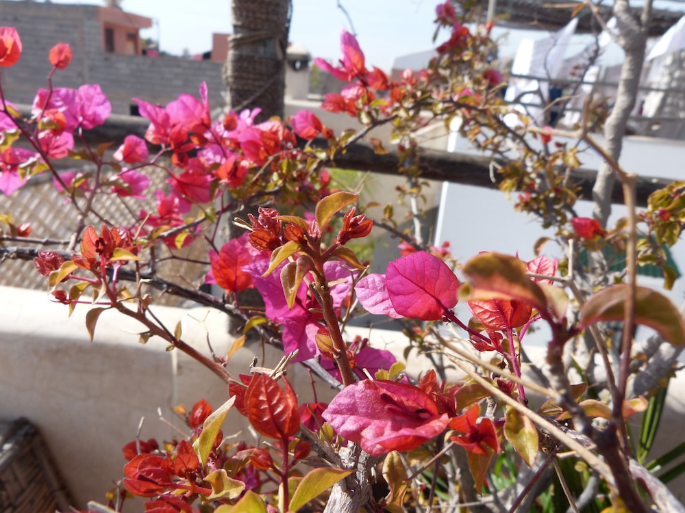 RIAD SHAMBALA 8/20