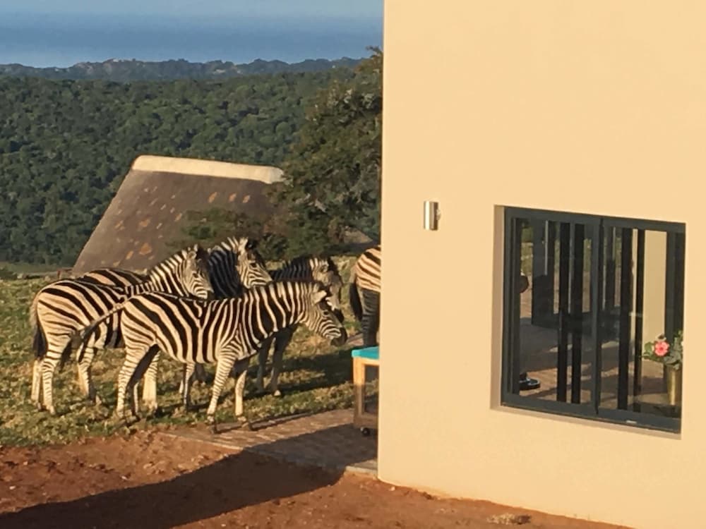 J-Bay Zebra Lodge 35/50